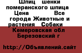 Шпиц - шенки померанского шпица › Цена ­ 20 000 - Все города Животные и растения » Собаки   . Кемеровская обл.,Березовский г.